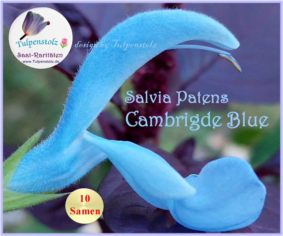 Salbei Cambridge Blue hellblau