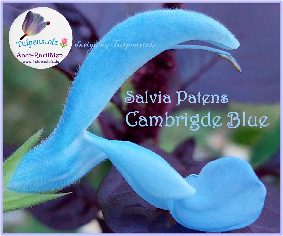 Salbei Cambridge Blue, himmelblau, bot. Salvia Patens  Knollenbildend, winterharte Staude Tulpenstolz Samen Bienenweide winterhart