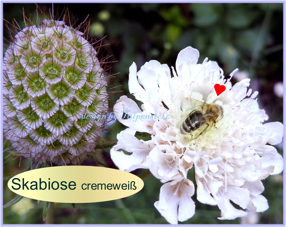 scabiose-wei-creme-staude-tulpenstolz-bienenweide-3-standard-amn0b5.png