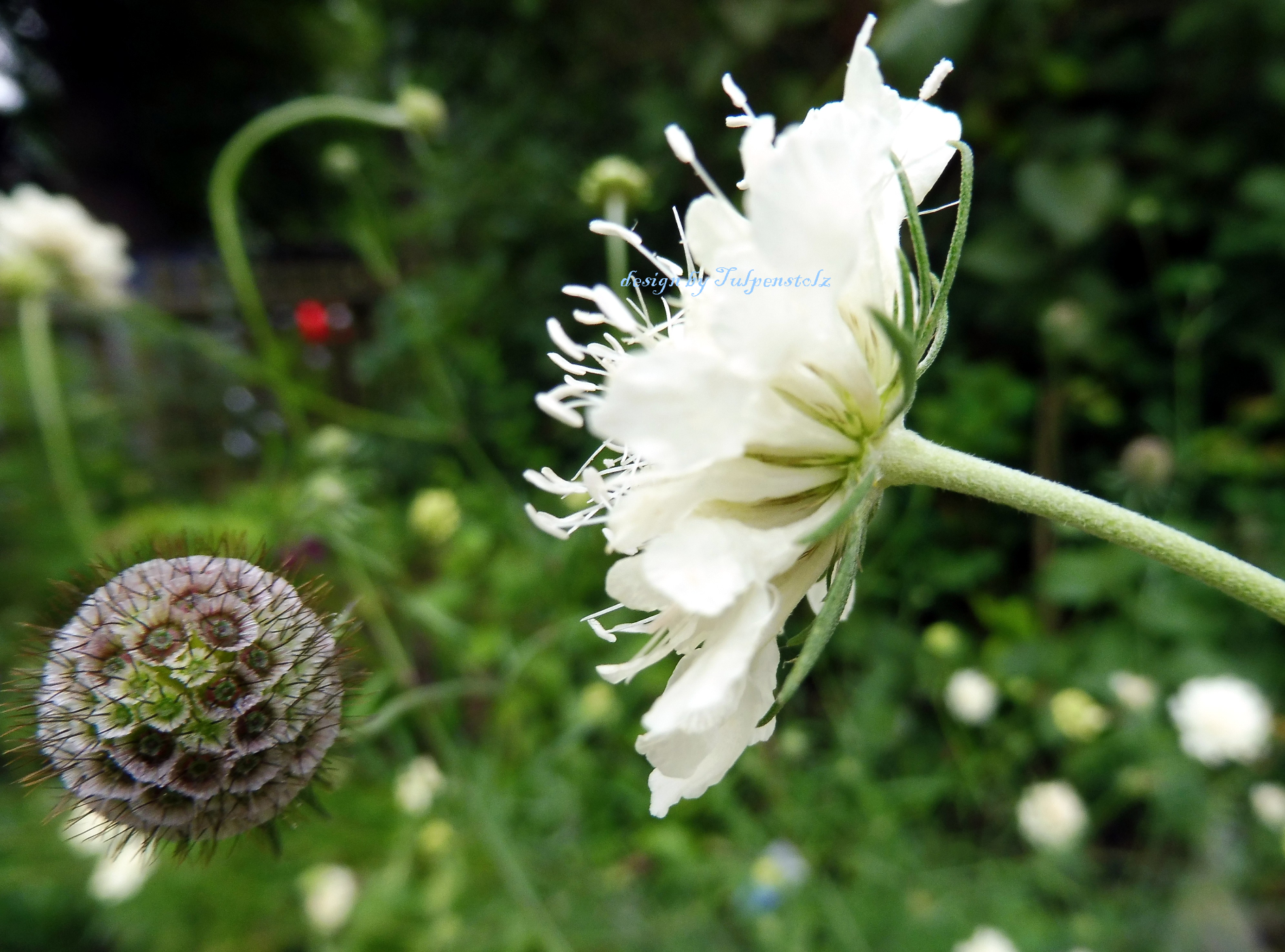 scabiose-wei-creme-tulpenstolz-staude-bienenweide-wb-16-standard-nk24xl.png
