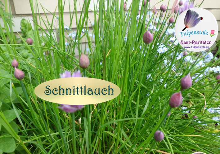 Schnittlauch bot. Allium schoenophrasum. Winterharte Staude Tulpenstolz Samen Kräuter