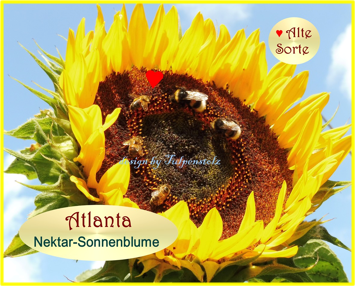 sonnenblume-atlanta-bienenweide-tulpenstolz-alte-sorte-i-20-standard-rw5x1b.png