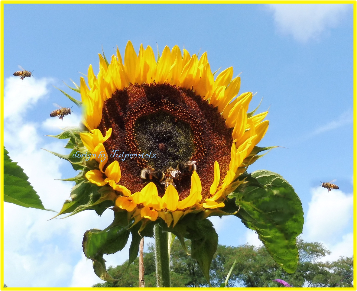 sonnenblume-atlanta-bienenweide-tulpenstolz-i-12-standard-fmxaao.png