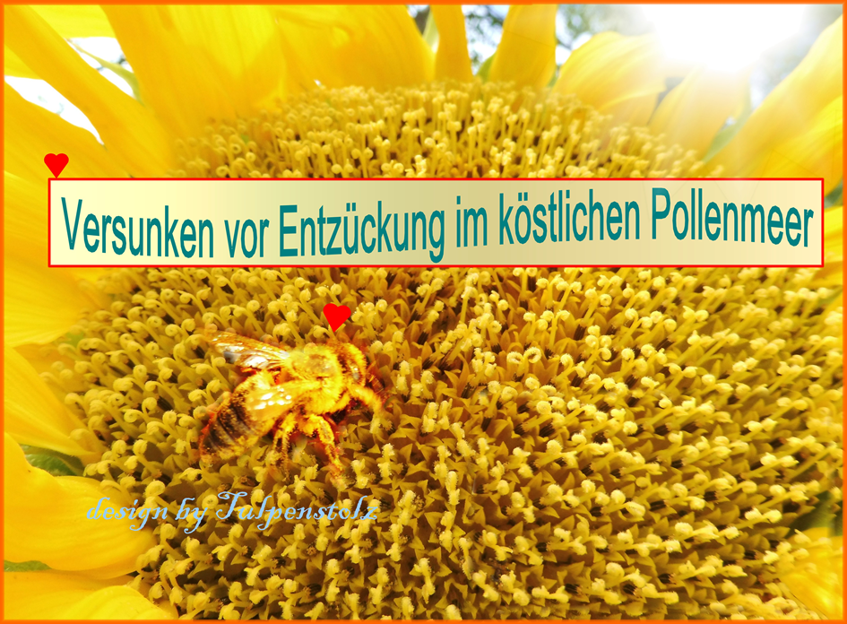 sonnenblumen-tulpenstolz-bienenweide-pollenmeer-solo-wb-standard-32fnrq.png