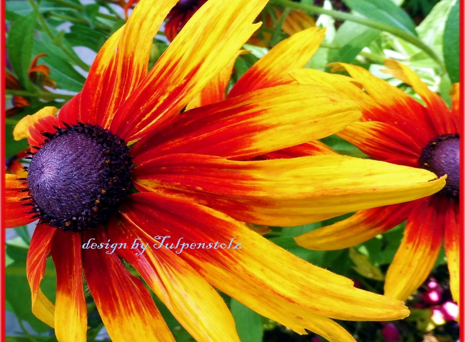 sonnenhut-autumn-color-bienenweide-tulp-wb-staude-1-standard-qnzkrj.png