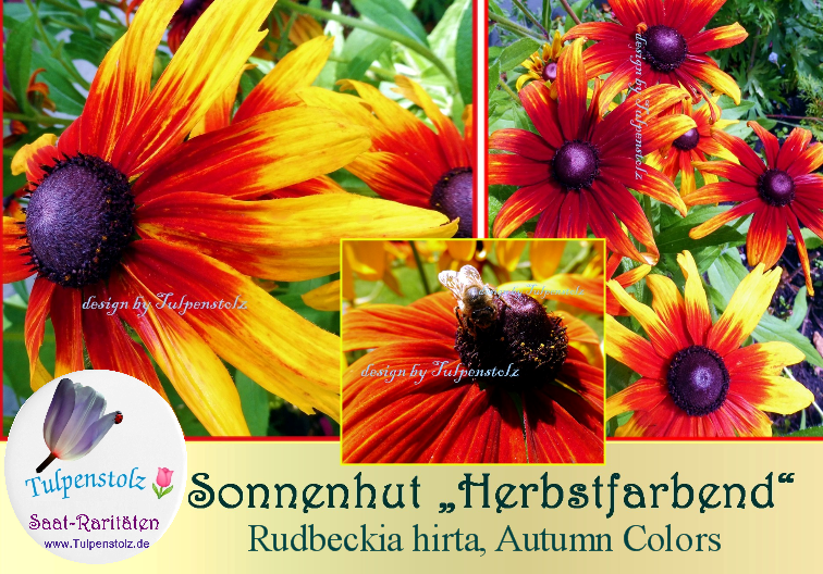 sonnenhut-herbstfarbend-autumn-colors-tulp-text-lila-logo-kleiner-standard-x7l6d9.png