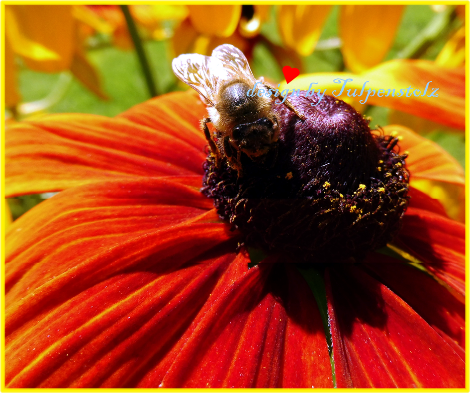 sonnenhut-herbstfarbend-biene-autum-color-tulpenstolz-2-4-standard-8q9vmq.png