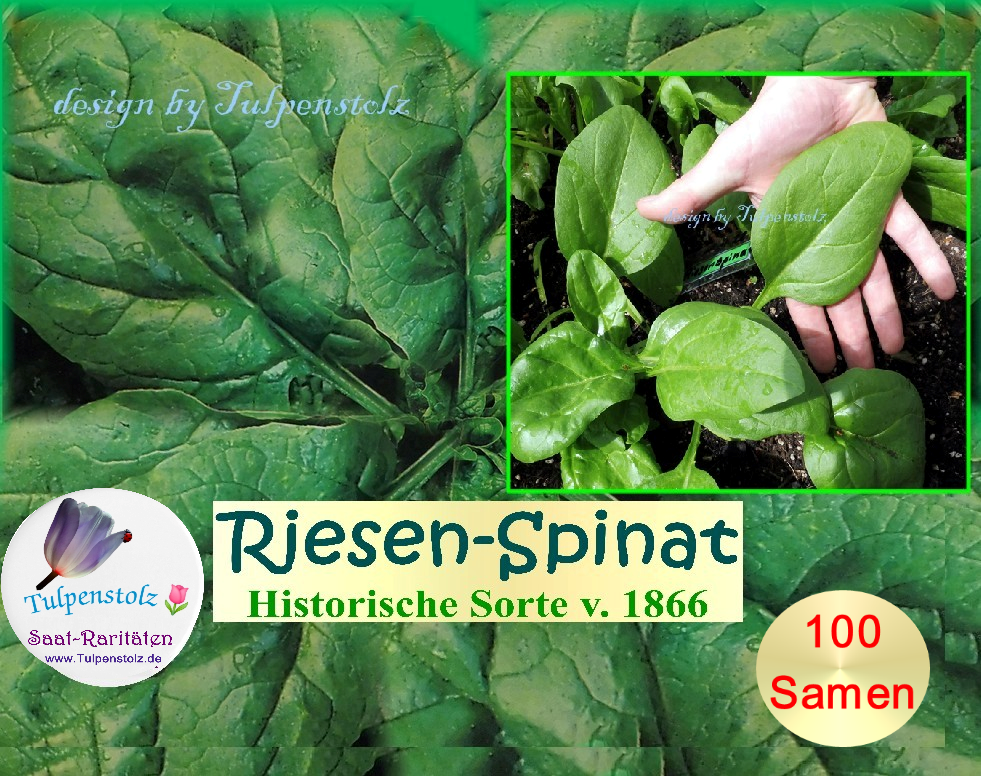 Spinat Riese Montreux de Viroflay