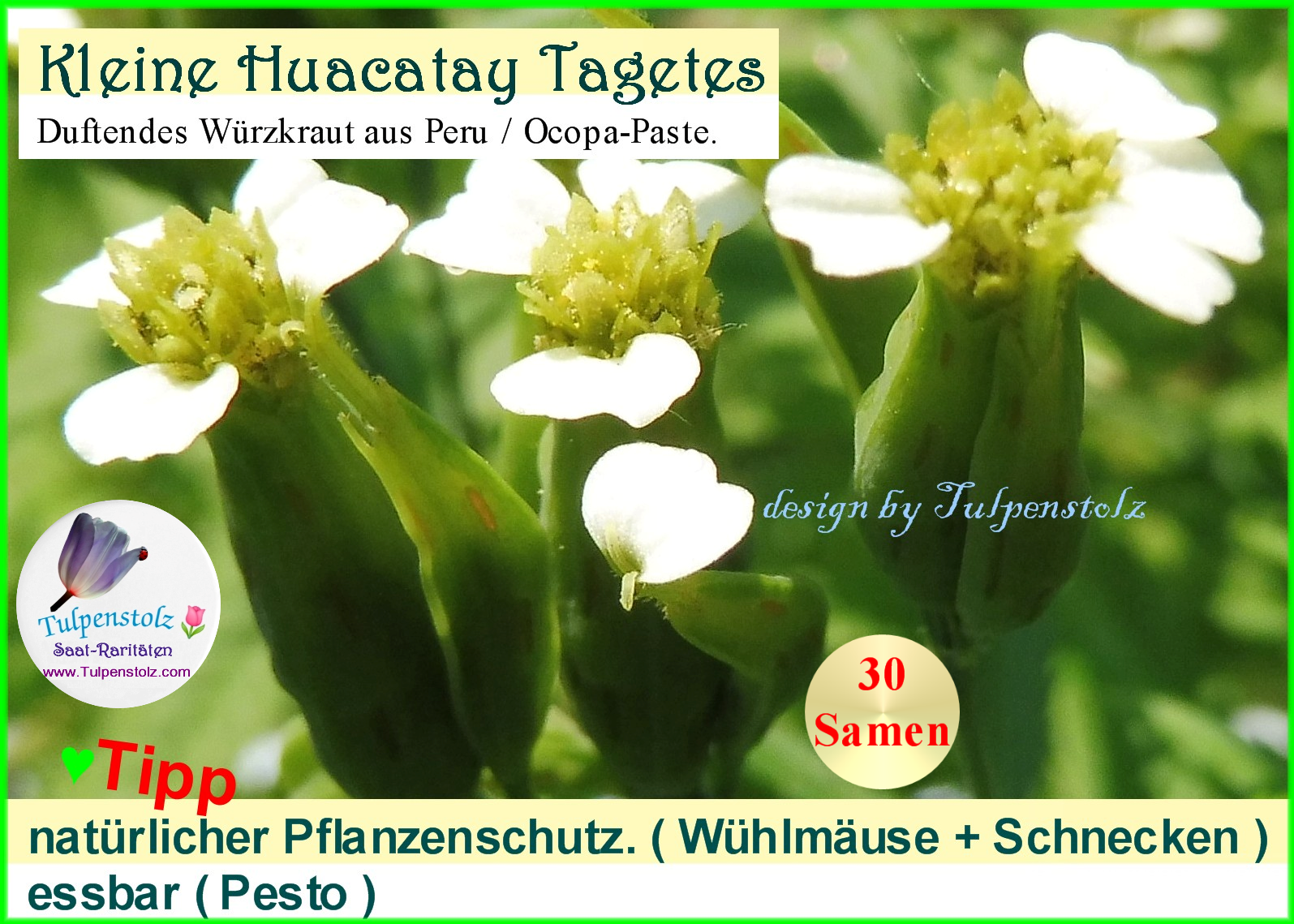 Tagetes Huacatay niedrige Sorte