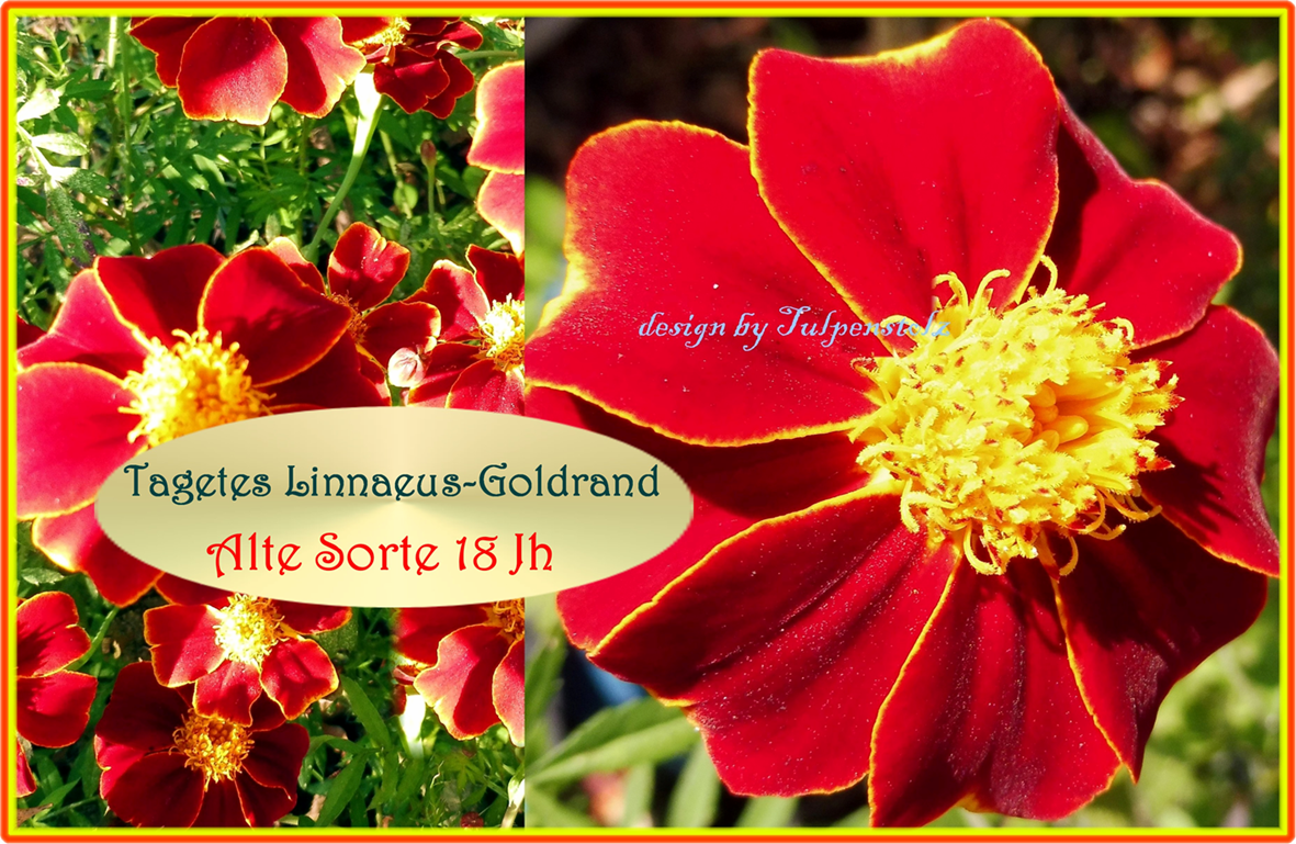tagetes-linnaeus-bienenweide-tulpenstolz-wb-21-standard-kbwedq.png
