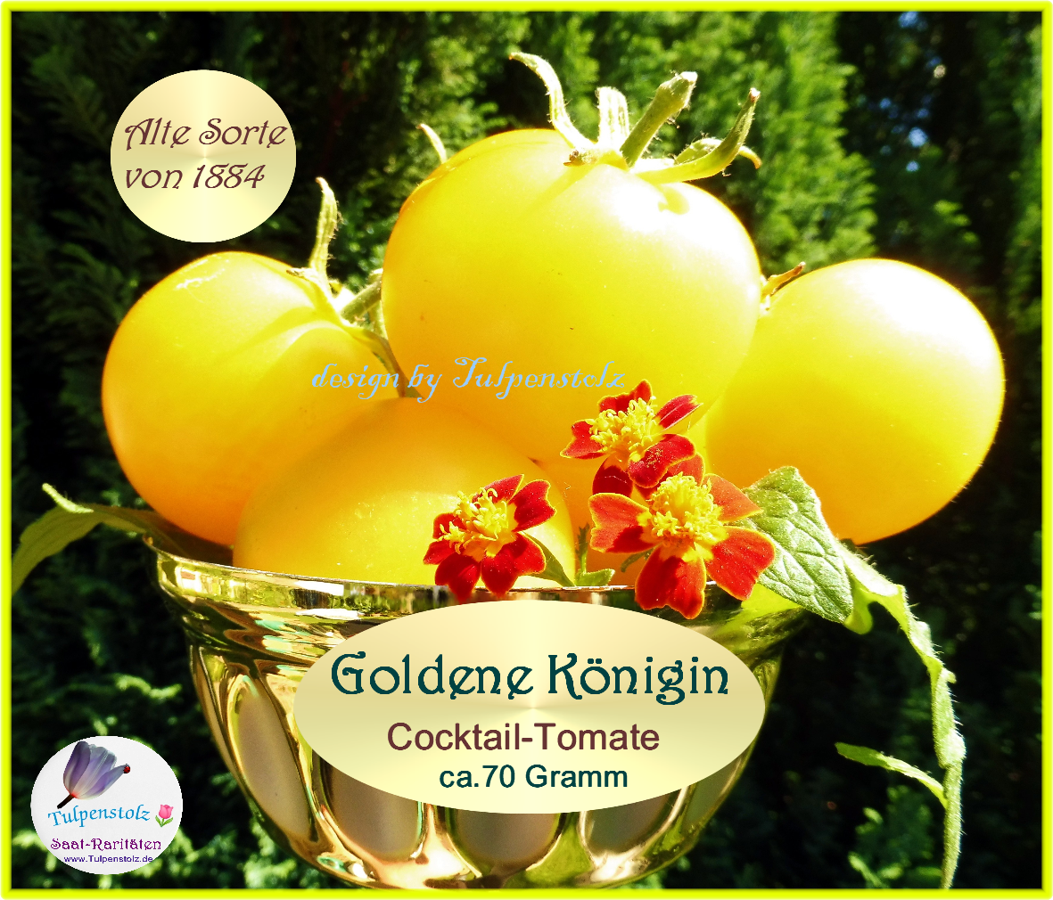 tomate-nr-18-goldene-k-nigin-alte-sorte-tulpenstolz-5-standard-j307kr.png