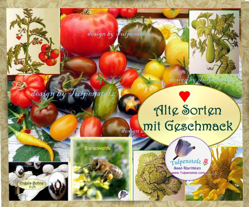 tomaten-alle-sortenvielfalt-alte-sorten-tulp-collage-text-logo-standard.jpg