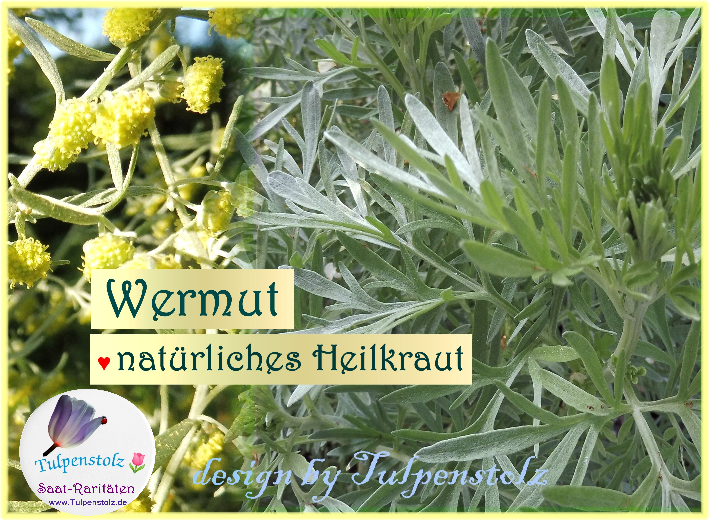 Wermut, bot. Artemisia absinthium Heilpflanze Tulpenstolz Samen