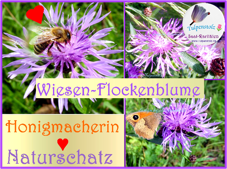 Wiesen Flockenblume. Kornblume  bot. Centaurea jacea Winterharte Staude Tulpenstolz Bienenweide Samen