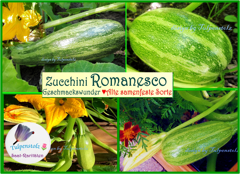 Zucchini Romanesco zart alte Sorte längllich samenfest Tulpenstolz Samen Saatgut