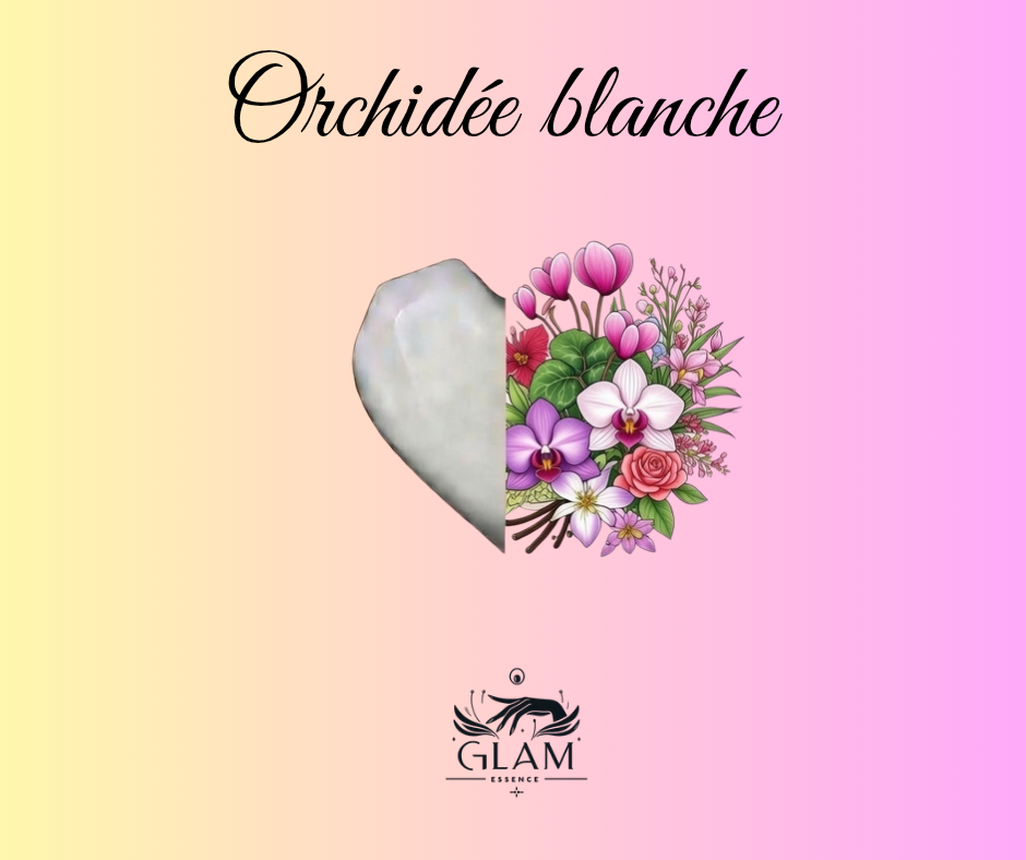 Orchidée blanche