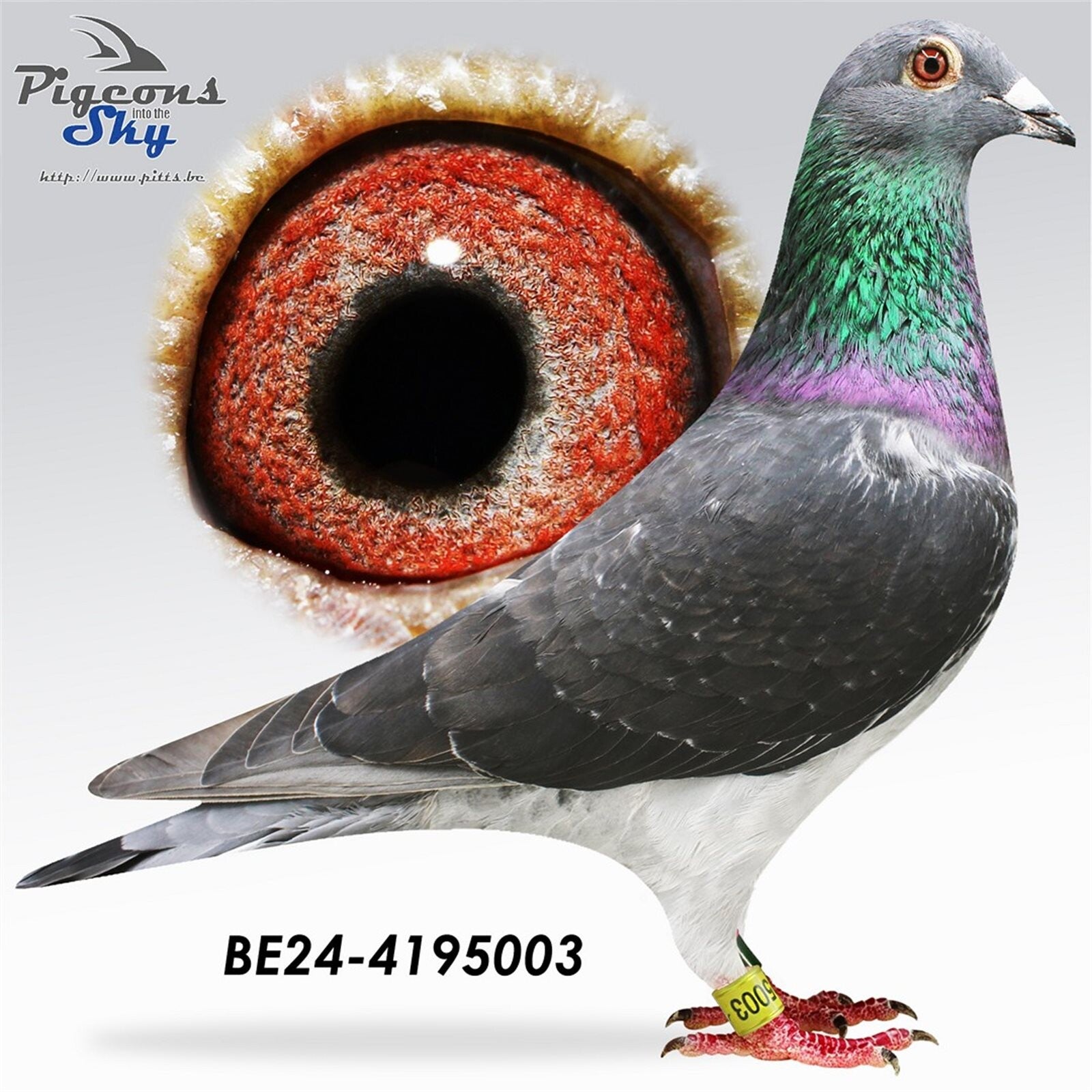24-4195003-foto-standard-fsq8m3.jpg