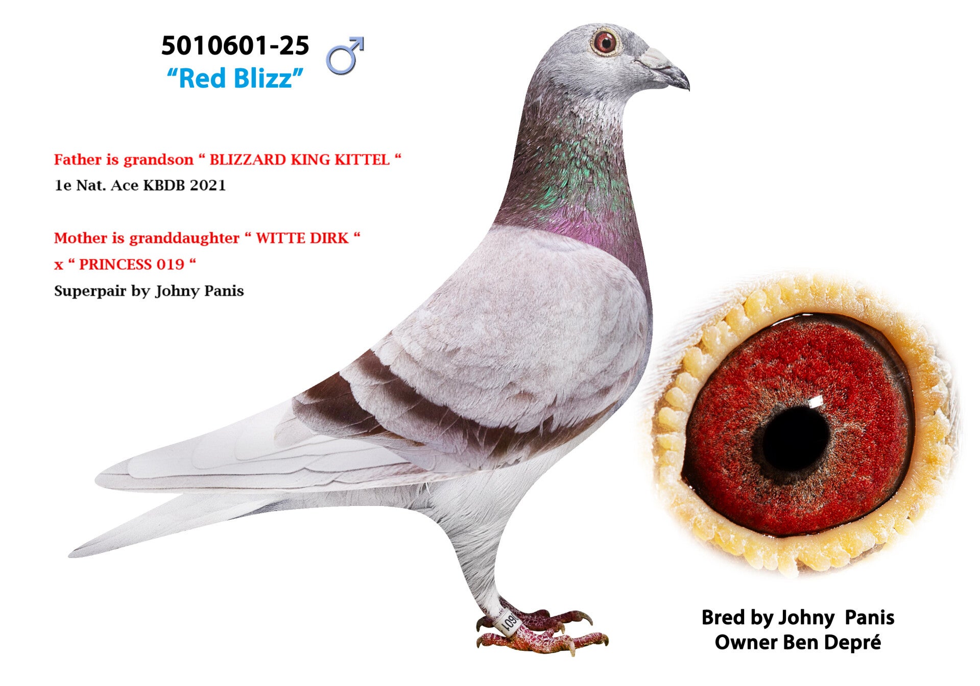 25-5010601-standard-yde98y.jpg