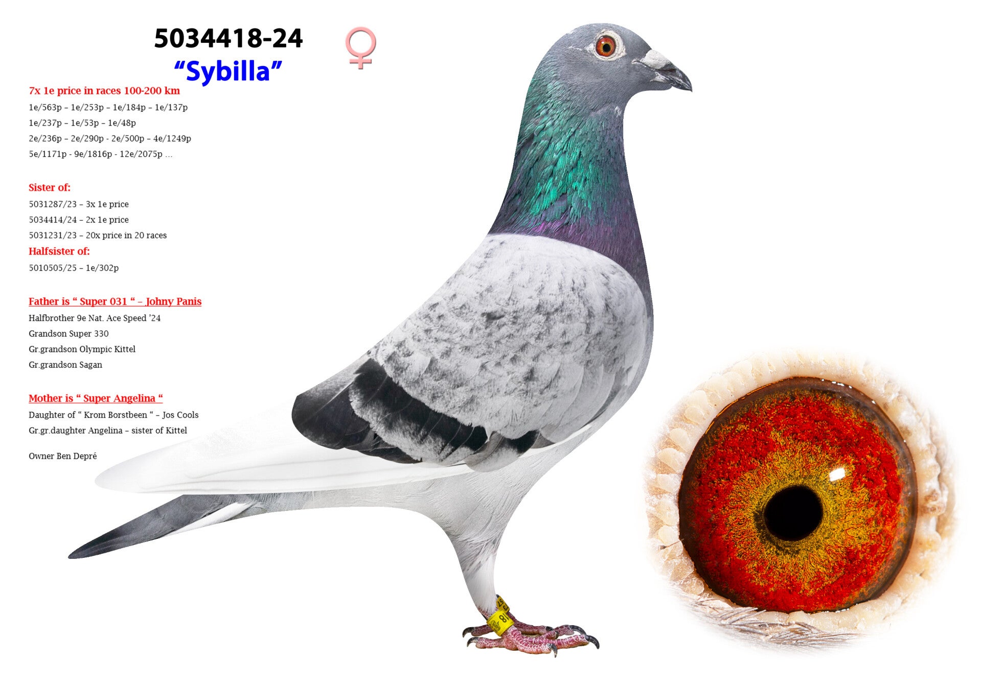 5034418-24-standard-yiblor.jpg