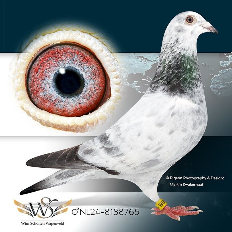 nl24-8188765-standard-0cwqcx.jpg