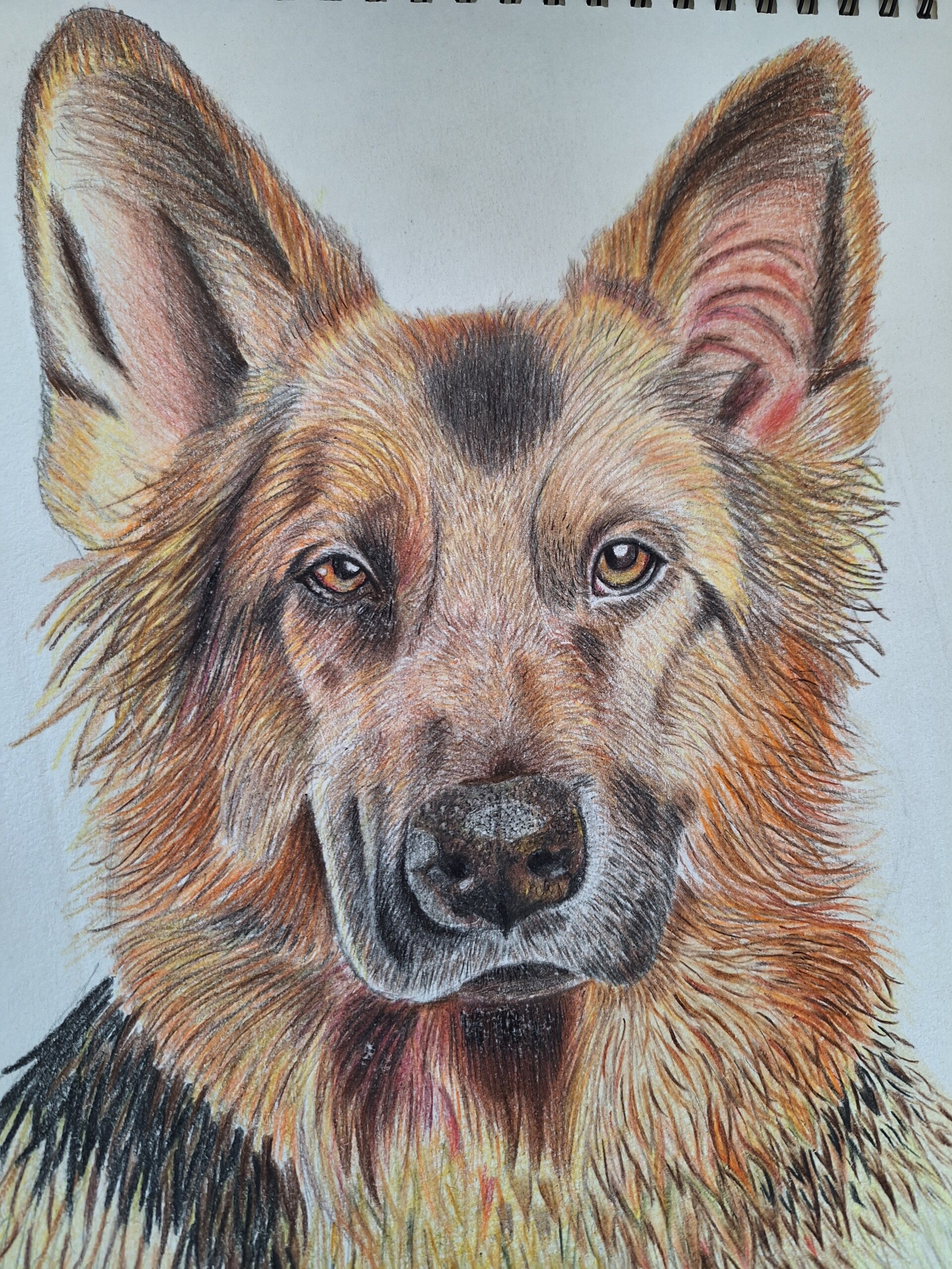 Devoted companion