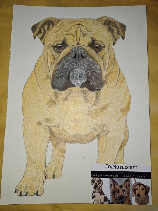 Bulldog