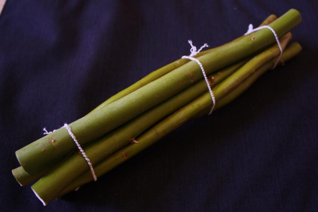 Salix matsudana tortuosa