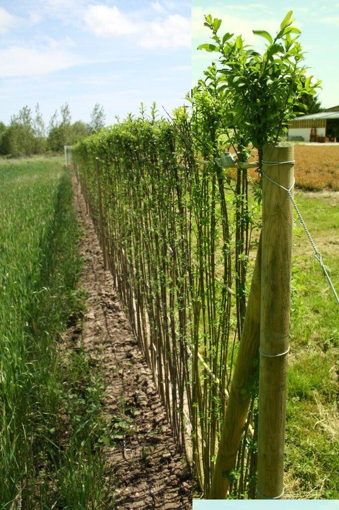 2.5 m de longueur de haie paillasson en osier vivant - Disponible de Janvier à Mars