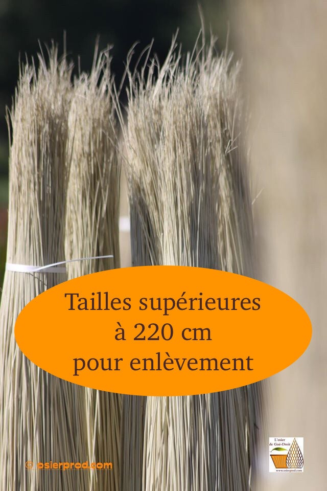 Botte d'osier blanc supérieur ou égal à 2,40m uniquement par enlèvement