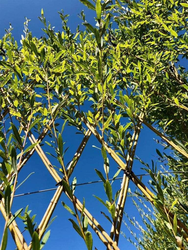 2.5 m de longueur de haie croisée double en osier vivant - Disponible de Janvier à Mars