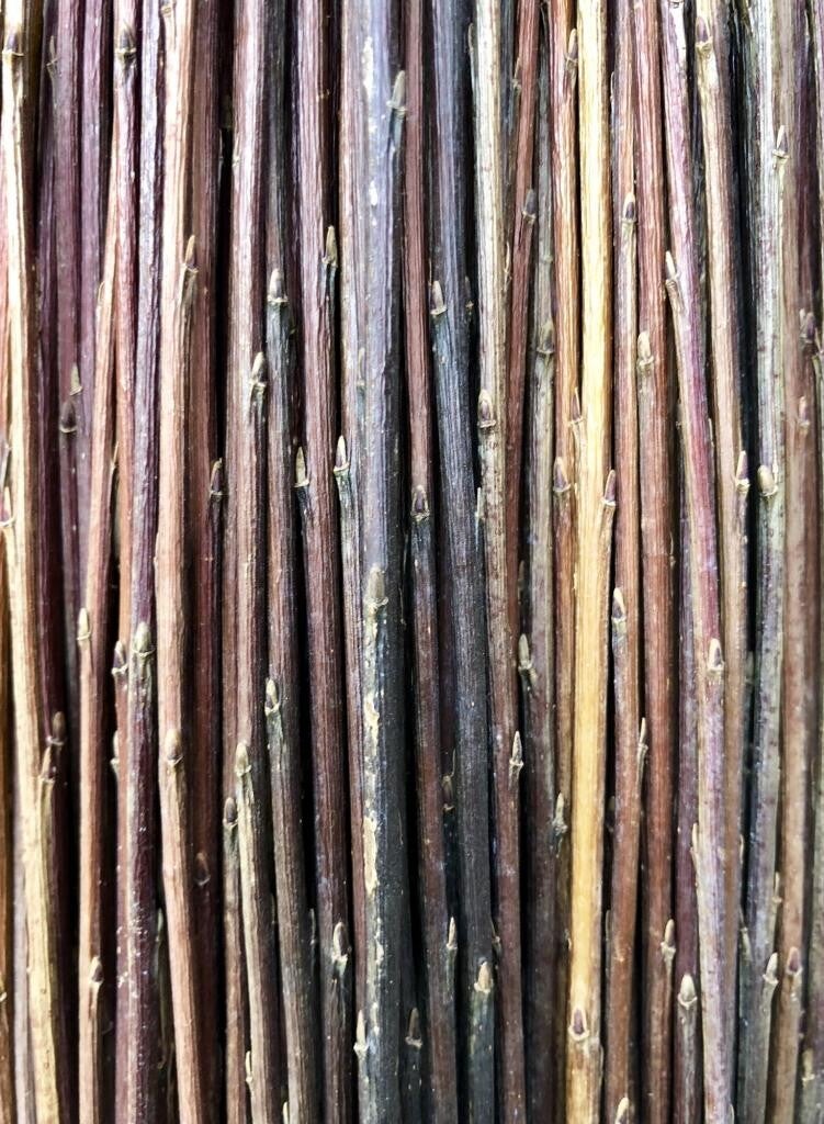 Botte d'osier brut Salix purpurea daphnoïdès