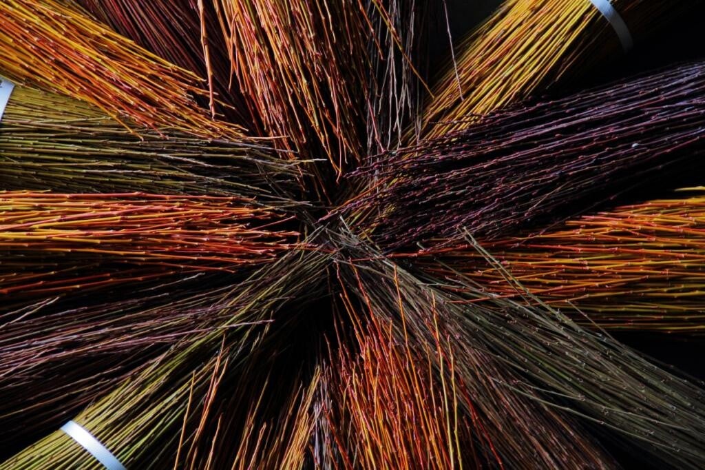 Botte d'osier frais Salix purpurea daphnoïdès
