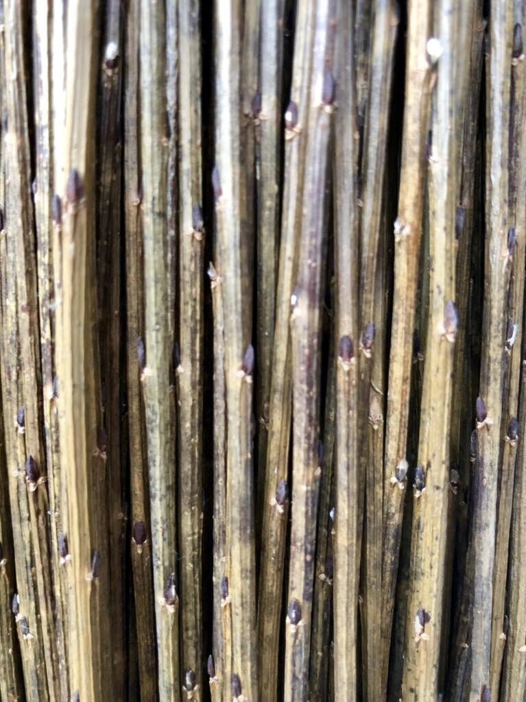 Botte d'osier brut Salix triandra