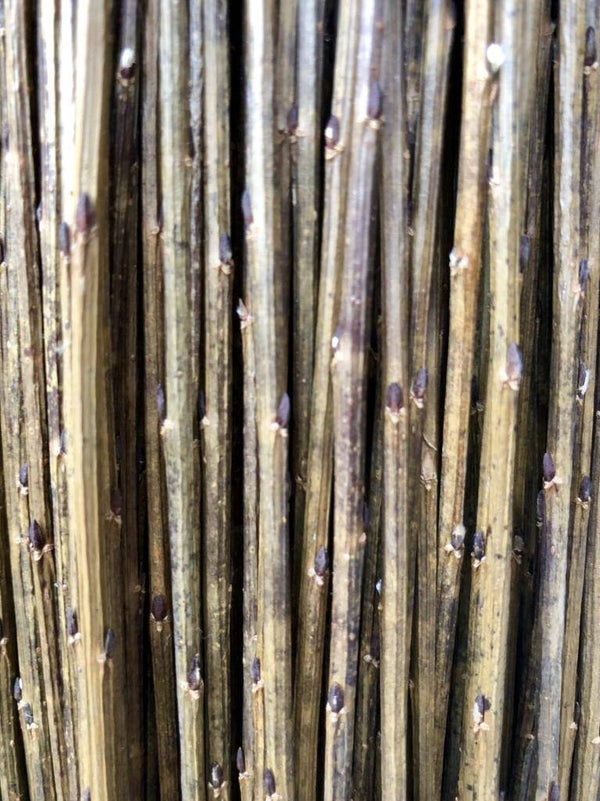 Botte d'osier brut Salix triandra
