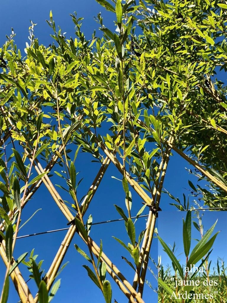Salix alba "jaune des Ardennes"