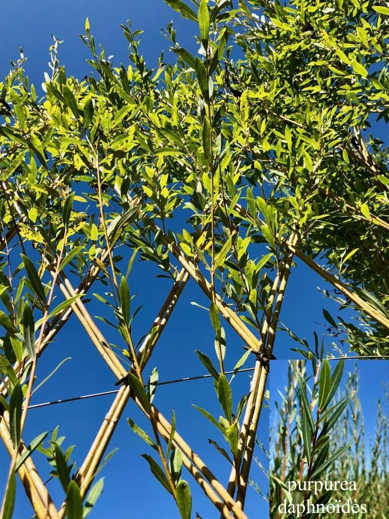 Salix purpuréa daphnoïdès