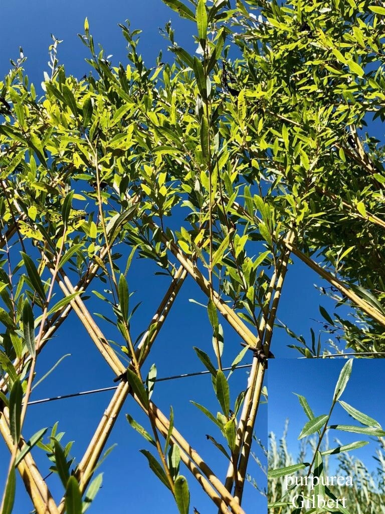 Salix purpuréa G
