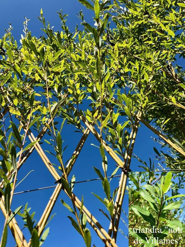 Salix triandra "noir de Villaines"