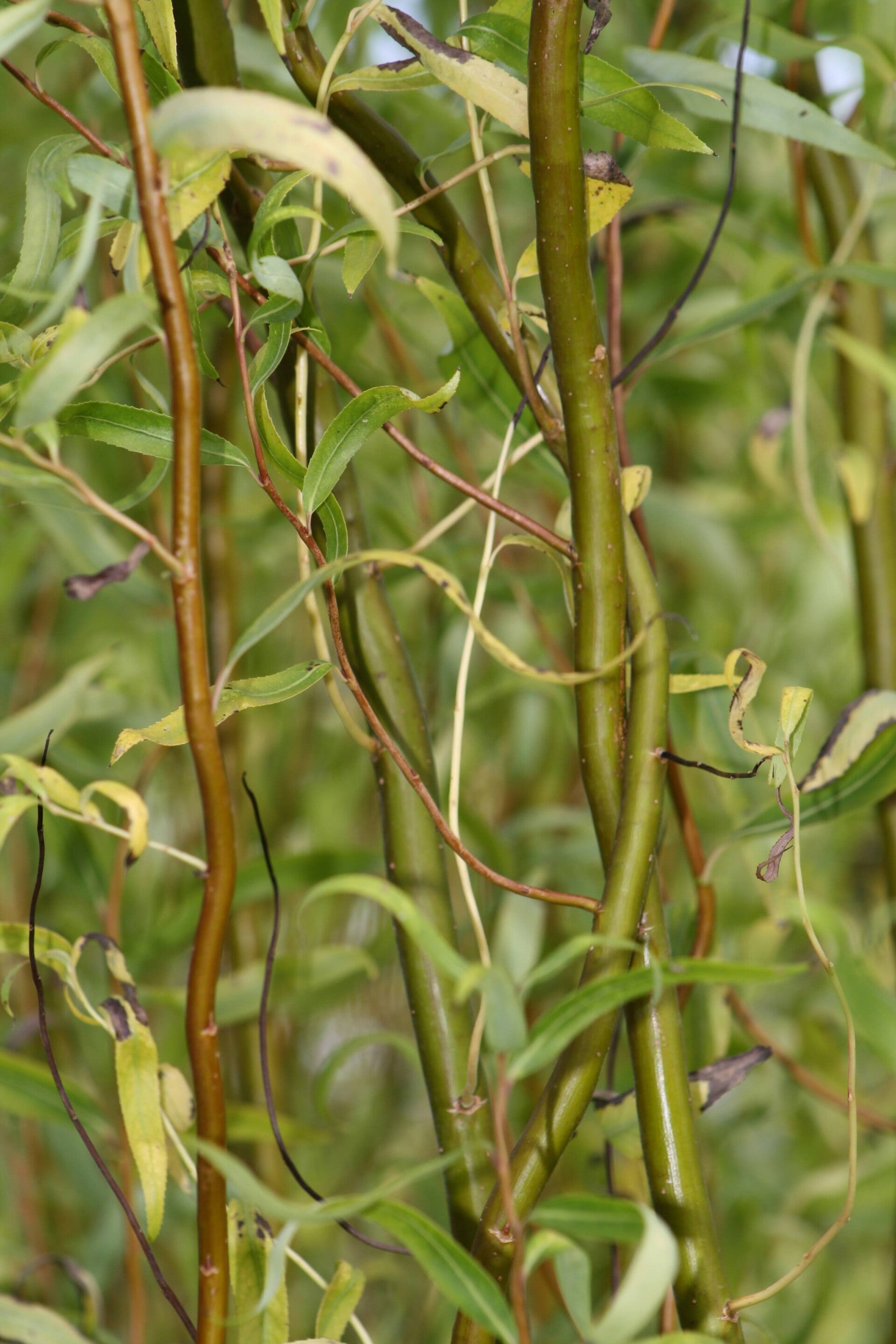 Botte d'osier frais Salix tortuosa paquet de 15 tiges inférieures à 2m.