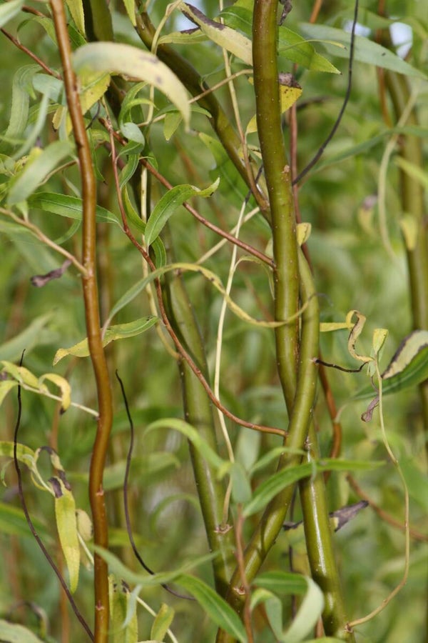Botte d'osier frais Salix tortuosa paquet de 15 tiges inférieures à 2m.
