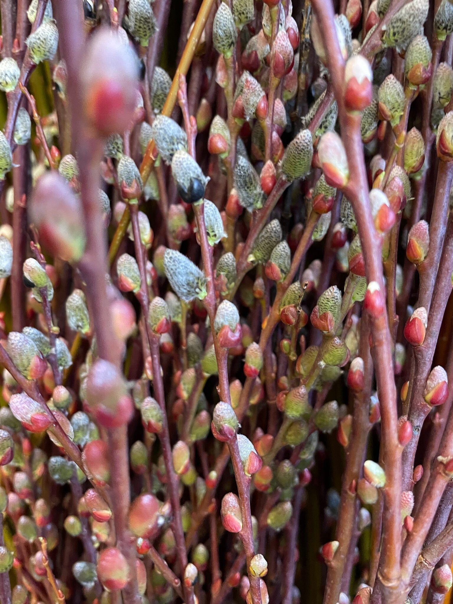 Botte d'osier brut Salix acutifolia pendulifolia
