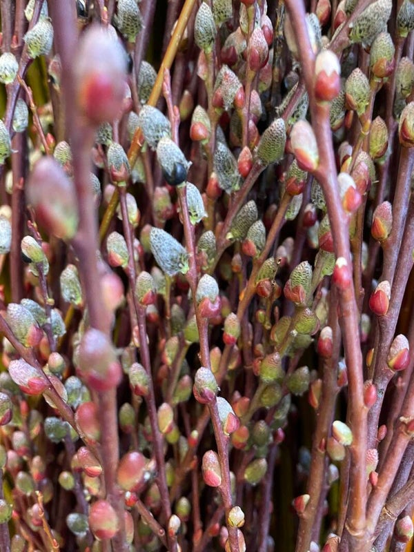 Botte d'osier brut Salix acutifolia pendulifolia