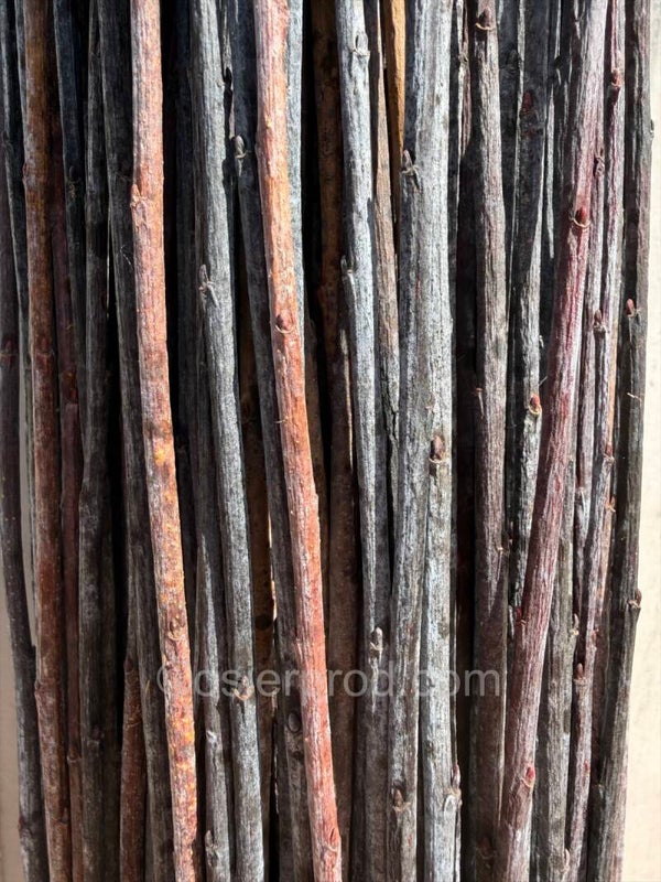 Botte d'osier brut Salix acutifolia pendulifolia