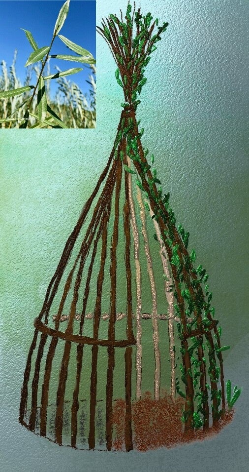 Kit Tipi Osier vivant à brins simple - Disponible de Janvier à Mars