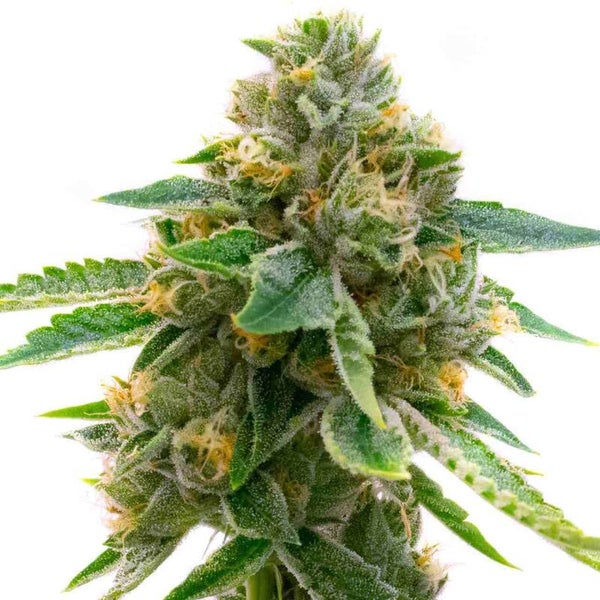 Fast Skunk