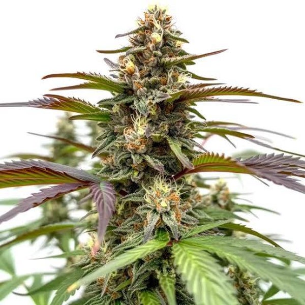 NY Diesel