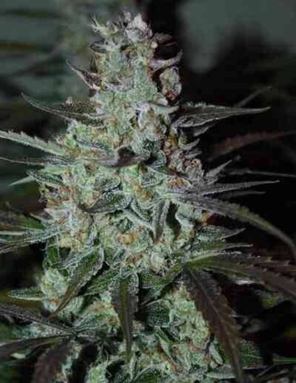 Auto Blue Mazar
