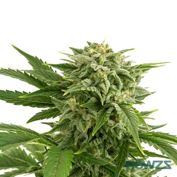 Bubba Kush