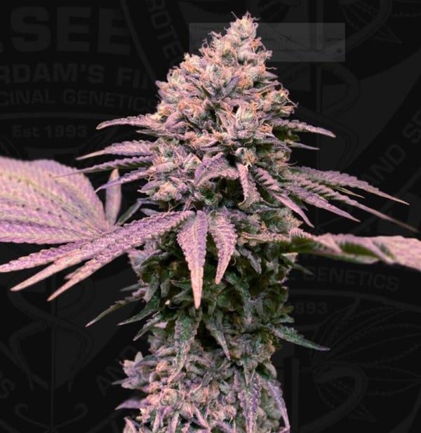 Purple Thai