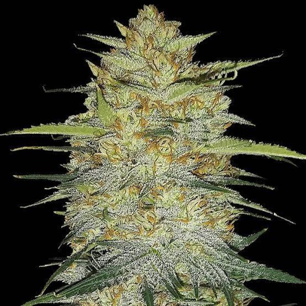 OG Kush Auto